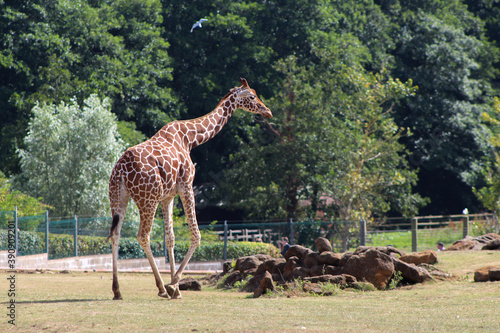 Beautiful African Giraffe in zoo park in a sunny day grazing   from the camera, trees in the background © BC-Consulting