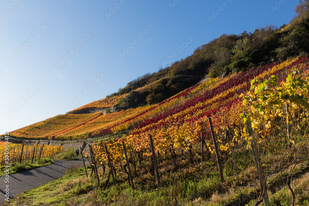 Rotweinwanderweg an einem schönen Herbsttag