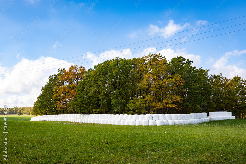 Fototapeta premium Wrapped haylage bales