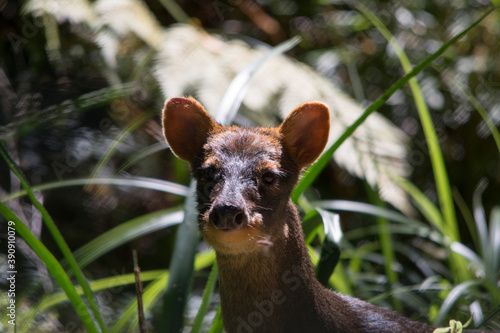 Southern pudu / Pudú (Pudu puda)