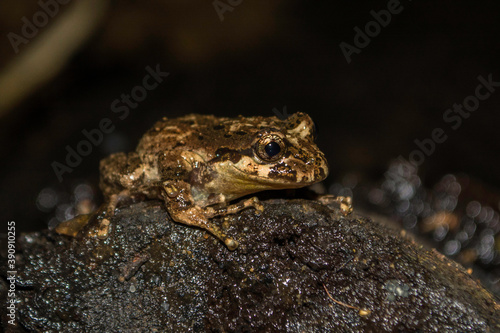 South American Wood Frogs / Ranita moteada (Batrachyla leptopus)