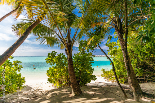 Tropical beach in Maldives with palm trees and vibrant lagoon