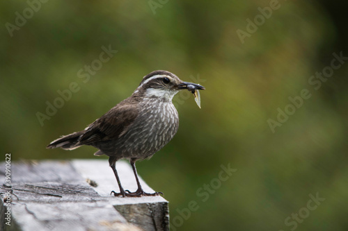 Dark-bellied Cinclodes / Churrete (Cinclodes patagonicus)