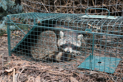 Raccoon in the life trap in the garden, Germany photo