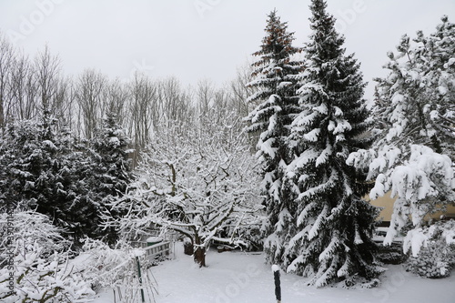 Lots of snow in the garden in Germany photo