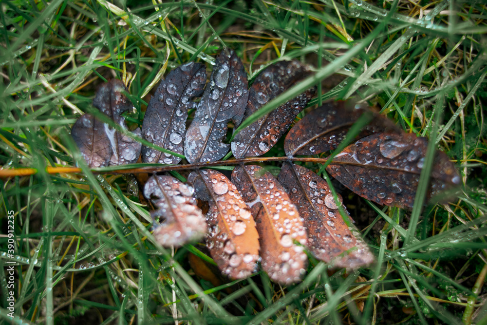 autumn leaf in the rain