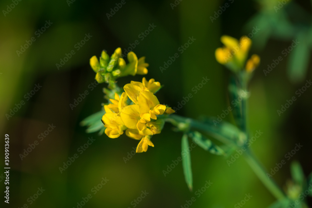 The yellow lucerne (lat. Medicago falcata), of the pea family (Fabaceae). The yellow lucerne (lat. Medicago falcata), of the pea family (Fabaceae).