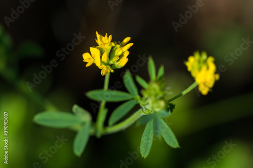 The yellow lucerne (lat. Medicago falcata), of the pea family (Fabaceae).	