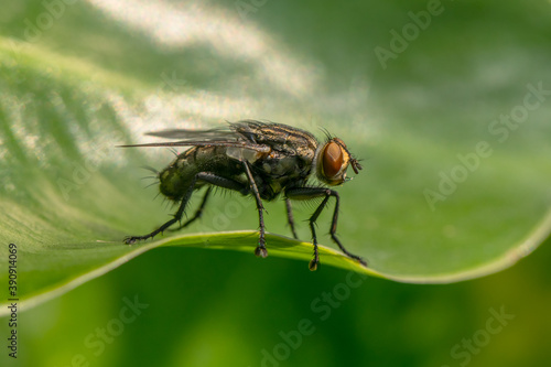 common house fly © lessysebastian