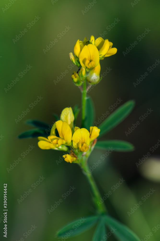 The yellow lucerne (lat. Medicago falcata), of the pea family (Fabaceae). The yellow lucerne (lat. Medicago falcata), of the pea family (Fabaceae).