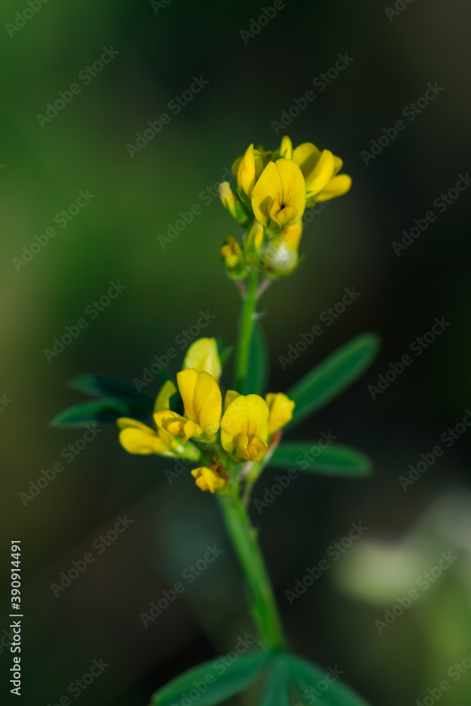 The yellow lucerne (lat. Medicago falcata), of the pea family (Fabaceae). The yellow lucerne (lat. Medicago falcata), of the pea family (Fabaceae).