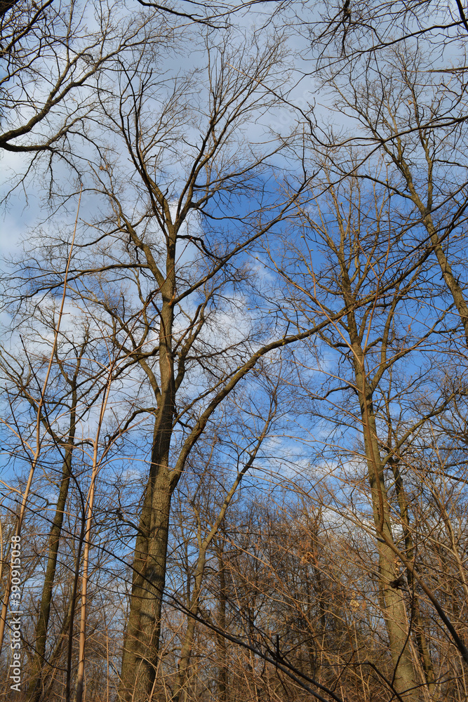 Forest with oak trees in early spring Forest with oak trees in early spring
