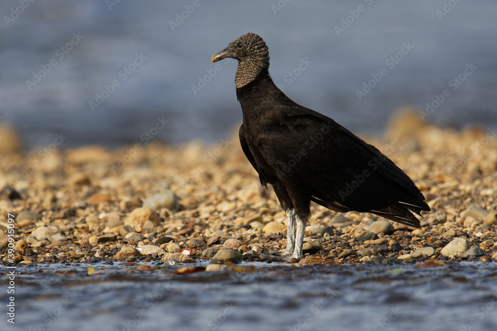 Fototapeta premium Black vulture - Coragyps atratus or American black vulture, bird in the New World vulture family, from the southeastern United States to Peru, Central Chile and Uruguay in South America