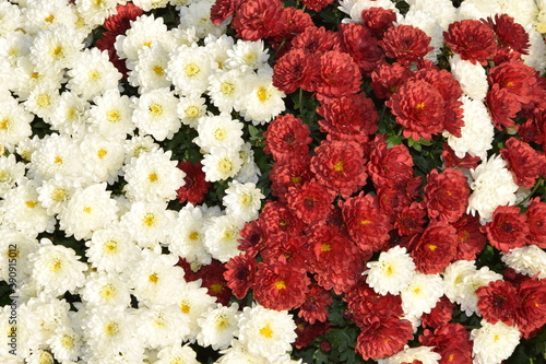 Chryzantemy białe czerwone kwiaty tło, 11 listopada, Polska niepodległość