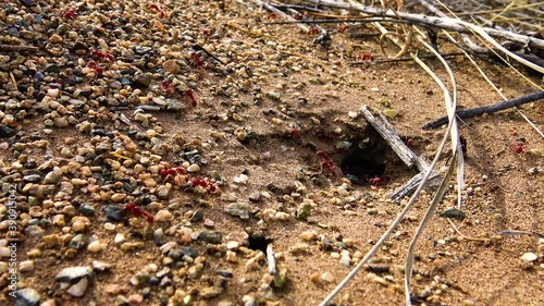 Red ants, an anthill among desert plants. Great Sand Dunes National Park, Colorado, USA photo