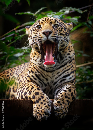Jaguar - Panthera onca  wild cat species, the only extant member of Panthera native to the Americas, Southwestern United States and Mexico across Central America to Paraguay, Argentina photo