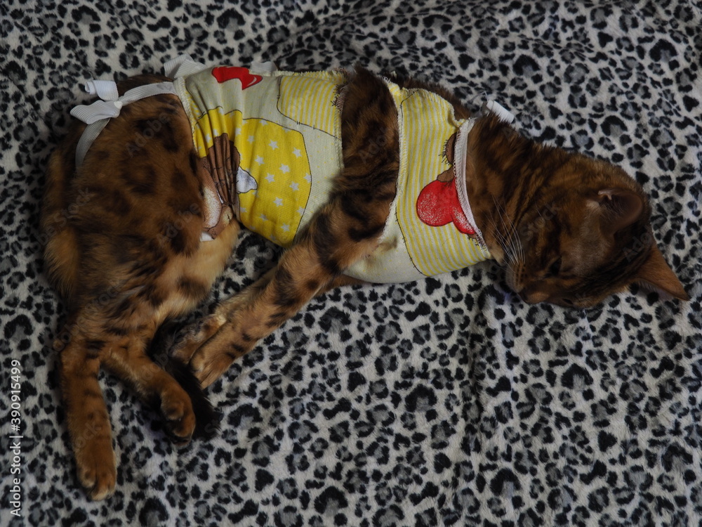Obraz premium Bengal cat in a bandage after surgery. Sterilization, castration