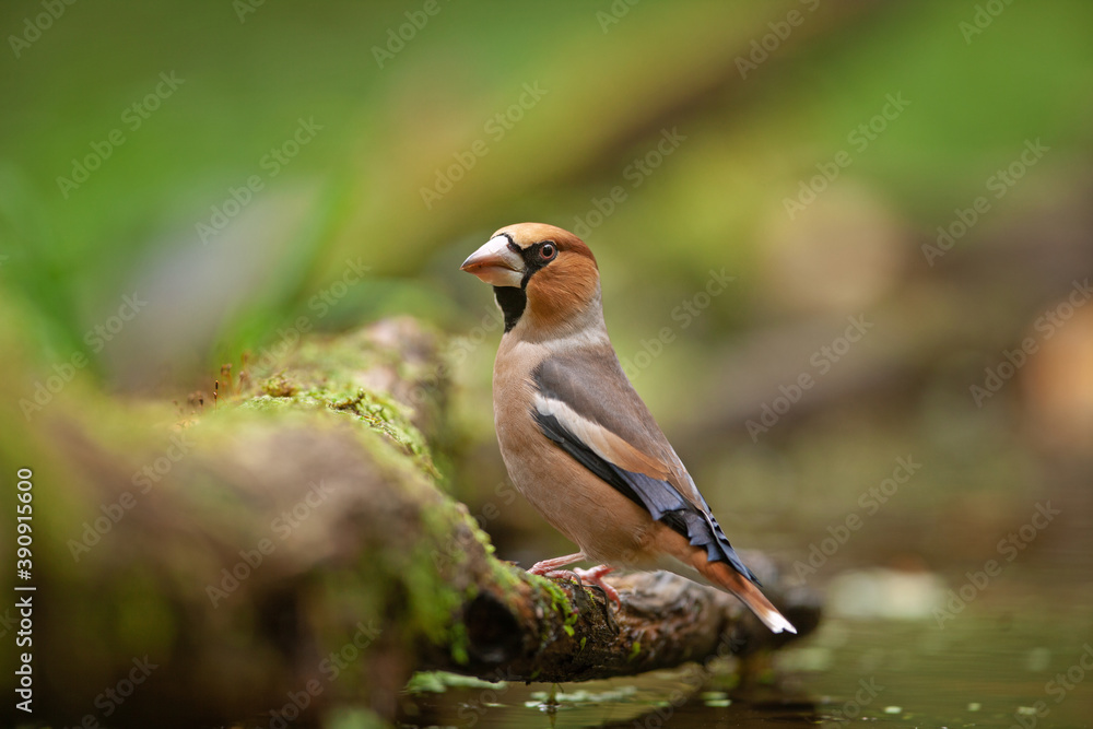 Obraz premium Hawfinch came to the watering place. Birds near the water. Hawfinch during the autumn time in the forest. European nature.