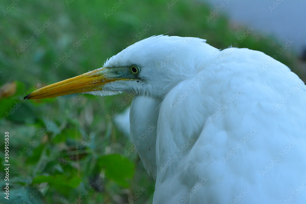 Great egret (Ardea alba) or great white heron. White plumage and yellow beak. Portrait of a Heron in the forest. Great egret (Ardea alba) or great white heron. White plumage and yellow beak. Portrait of a Heron in the forest.