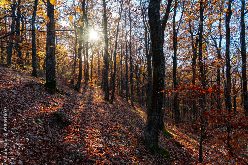 autumn forest with sunight in Kőszeg mountain Hungary