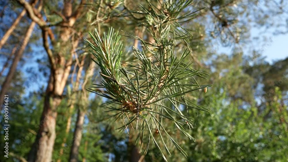 pine tree branches