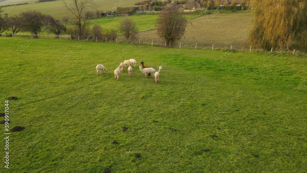 Aerial shot of a Group of lamas grazing on a beautiful field at sunset. White Lama's family with a young brown Lama Aerial shot of a Group of lamas grazing on a beautiful field at sunset. White Lama's family with a young brown Lama
