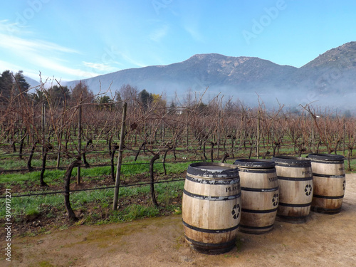 VINEYARDS IN CHILE 