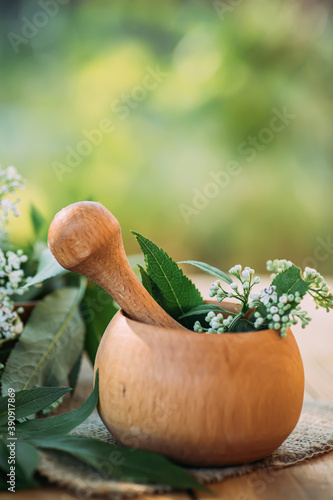 Fresh Valerian in wooden mortar. Valeriana officinalis, Caprifoliaceae in herbal medicine. Valerian Root for Anxiety as nutritional supplement for health photo