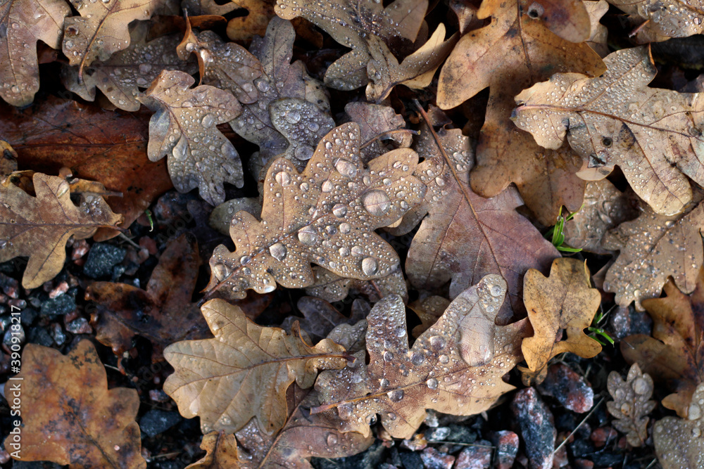 Oak leafs with water drops
