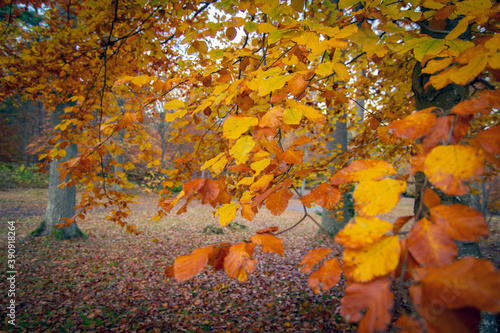 Wallpaper Mural Amazing autumn colors Torontodigital.ca