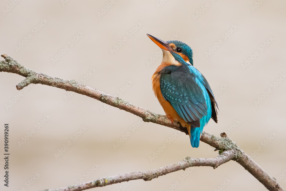 Eisvogel weiblich auf einem Ast sitzend mit hellem Hintergrund Eisvogel weiblich auf einem Ast sitzend mit hellem Hintergrund