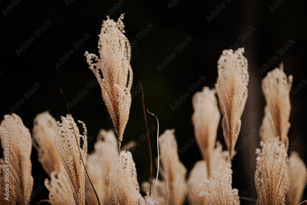 grass in the morning grass in the morning