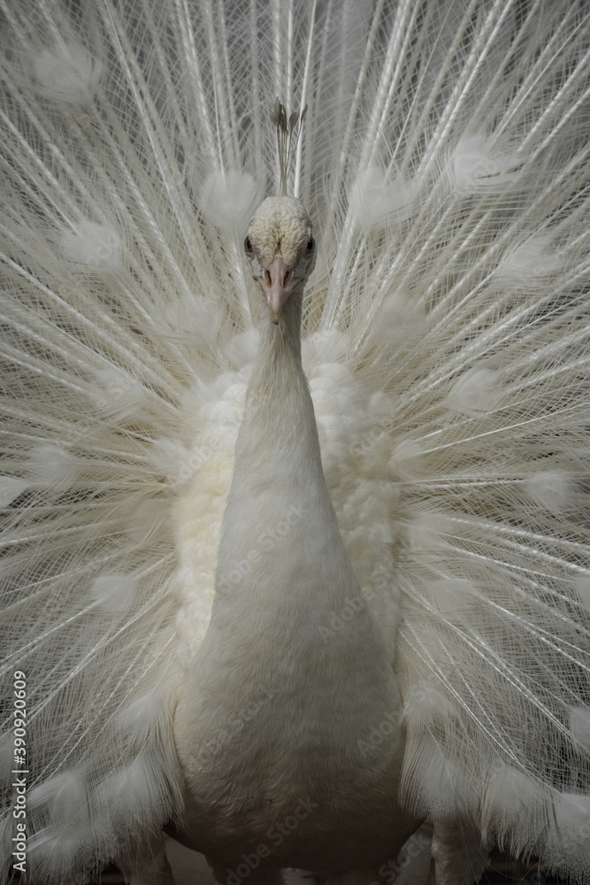 Obraz premium close up of peacock