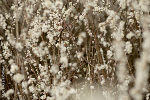 Fielding white flowers blooming in a field. Background flowering, selective focus