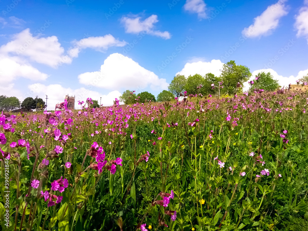 Campo de flores rosas en Everton park en día soleado con cielo azul Liverpool, Inglaterra, Merseyside, Reino Unido