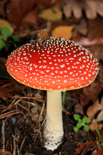 Fly agaric amanita muscaria amanitaceae family psychedelic trip high quality print