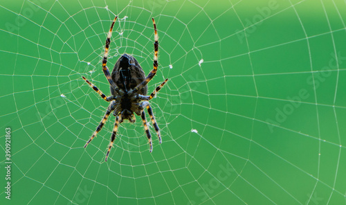Orb Weaver Spider Working on Web
