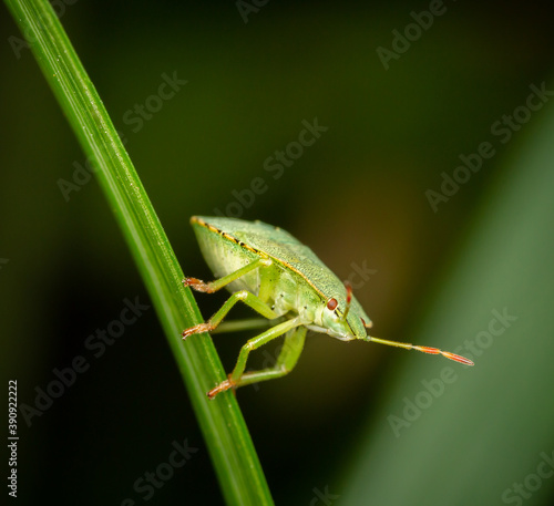 Greenshield Bug