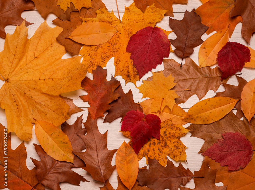 Autumn leaves on an wood background