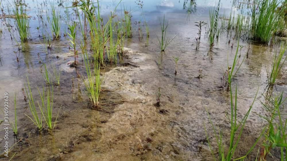Fresh water sheet flow amidst vegetation in Hole-in-the-Donut wetlands restoration area of Everglades National Park, Florida 4K. Fresh water sheet flow amidst vegetation in Hole-in-the-Donut wetlands restoration area of Everglades National Park, Florida 4K.
