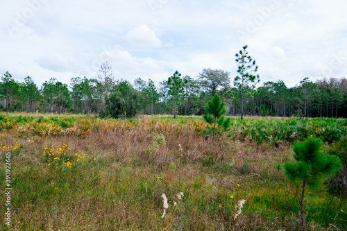 Autumn landscape of Flatwood park in Tampa, Florida