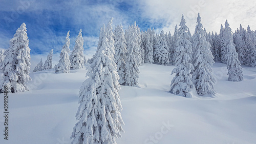 Picture of snow covered trees and untouched snowfield with blue sky and loose clouds during daytime