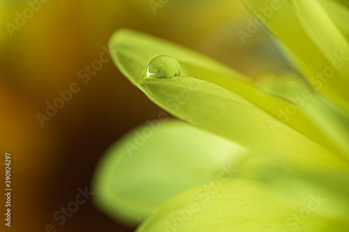 Water drop on a yellow petal on blurry background