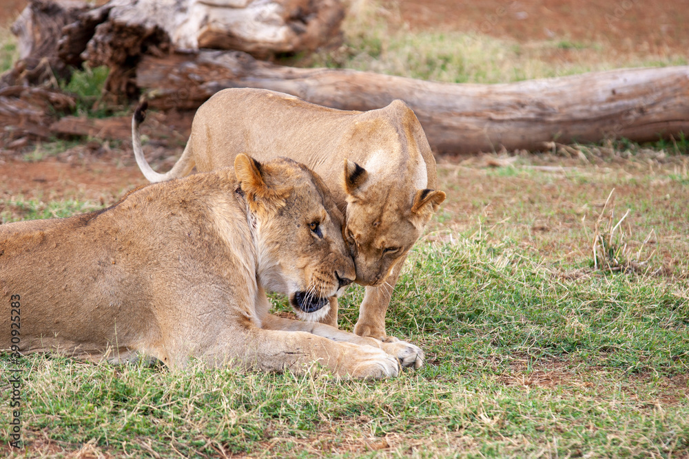 Fototapeta premium Lion and Lioness in Kenya Africa