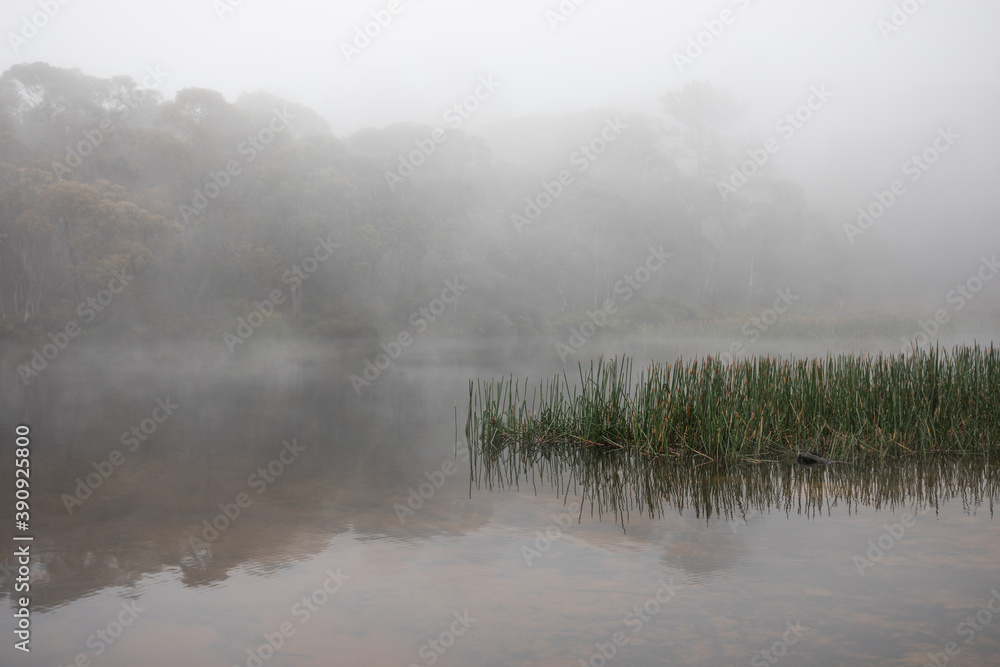 Green reeds grass growing on a lake on a misty foggy winters day