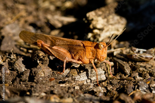 Macro shot of an orange grasshopper on land photo