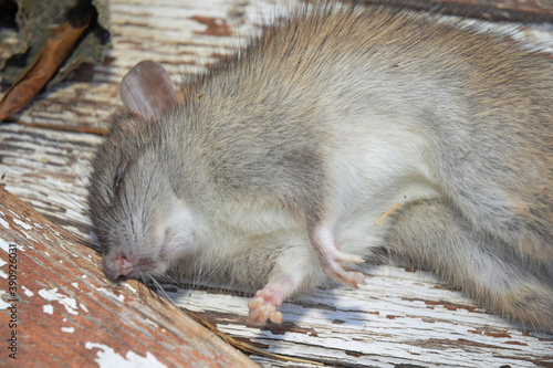Rat mort, tué par du raticide. photo