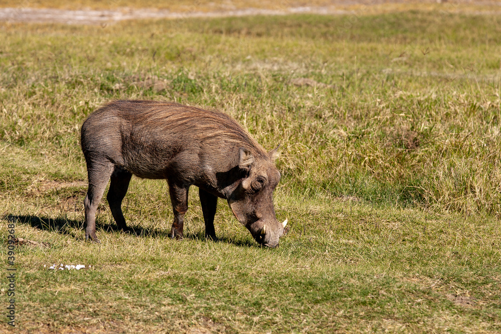 Fototapeta premium Warthog in Kenya Africa