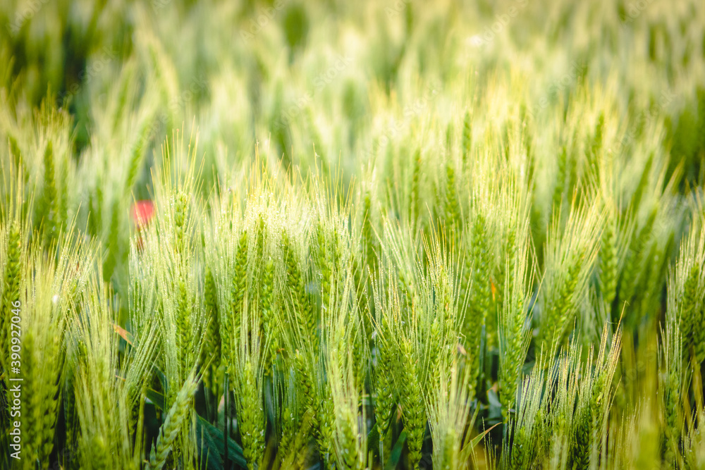 Green wheat field Green wheat field