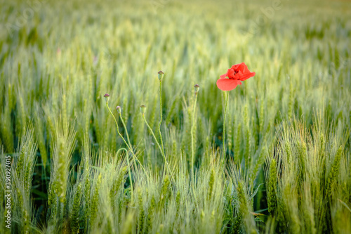 Red poppy flower in a countryside wheat field.